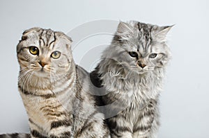 Scottish Fold and Scottish pryamouhy, blue marble cats. On a white insulator look into the camera.