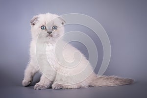 Scottish Fold small cute kitten blue colorpoint white