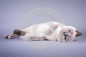 Scottish Fold small cute kitten blue colorpoint white