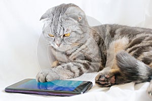 Scottish fold smart cat plays in the smartphone, lying on a white sheet.