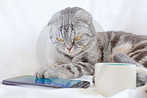 Scottish fold smart cat plays in the smartphone, lying on a white sheet.