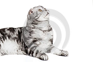 Scottish fold sort on white background