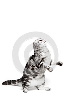 Scottish fold sort on white background