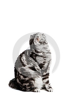 Scottish fold sort on white background