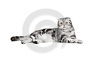 Scottish fold sort on white background