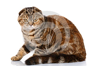 Scottish fold striped cat sitting on white background, side view