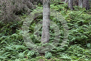 Scottish forest in Fife region