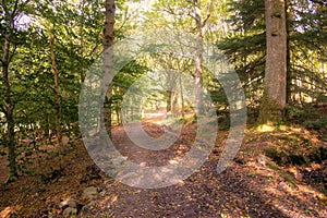 A Scottish Forrest Walk at Autumn in the Perthshire forests of Crieff Scotland