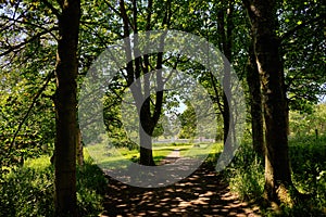 Scottish Forrest Walks in Summer Throught the Magical Scottish Forrests