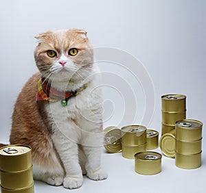 Scottish Four Cat with Canned foods for cats