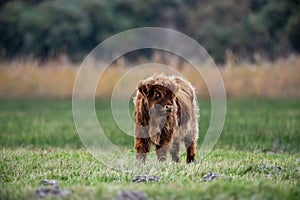 Scottish furry highland calf, an adorable brown cub cow captured in a scenic pasture