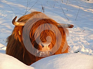 Scottish Gaelic Highland photo