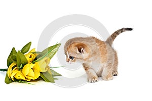 Scottish ginger kitten with blue eyes sniffing flowers