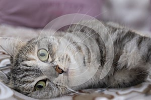 Scottish gray cat breed, the muzzle is close up, the concept of relaxation. Serious look. Close up