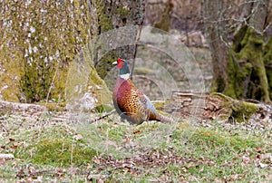 Scottish Grouse