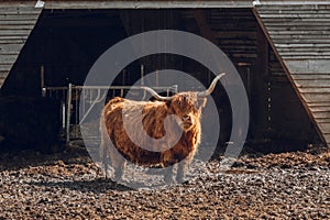 Scottish hairy bulls in a paddock on a wooden barn background.Bighorned hairy red bulls .Highland breed. Farming and cow