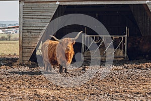Scottish hairy bulls on a wooden barn background.Bighorned hairy red bulls .Highland breed. Farming and cow breeding