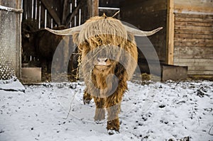 Scottish hairy coo cow