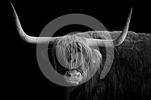 Scottish highland bull 