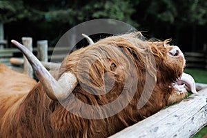 Scottish Highland Bull in farm. The Highland is a Scottish breed of rustic cattle. It originated in the Scottish Highlands and the