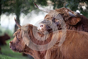 Scottish highland bull leaning on a Scottish highland cow