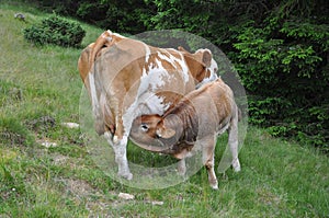 Scottish highland calf and cow