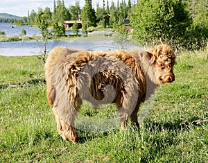 Scottish Highland calf on pasture
