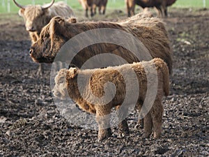 Scottish Highland Calf