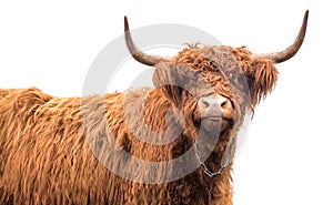 Scottish highland cattle