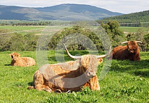 Scottish Highland Cattle