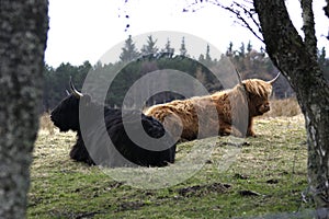 Scottish Highland Cattle