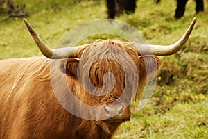 Scottish Highland Cattle