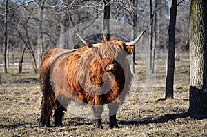 Scottish Highland Cattle