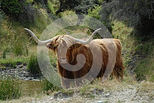 Scottish Highland cattle beast