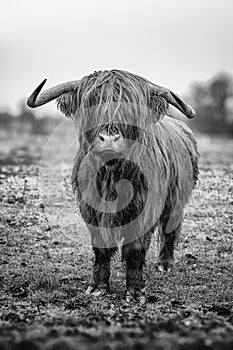 Scottish Highland cattle in black and white