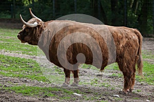 Scottish highland cattle Bos primigenius taurus.