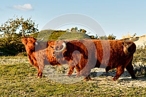 Scottish Highland cattle, a bull and a cow, in the North Holland dune reserve. Schoorlse Duinen, Netherlands