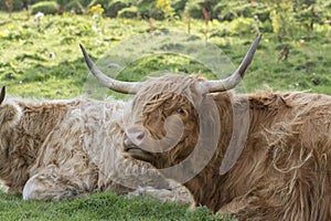 Scottish highland cattle, cow, coo, Bos taurus grazing with background and portrait