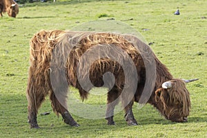 Scottish highland cattle, cow, coo, Bos taurus grazing with background and portrait