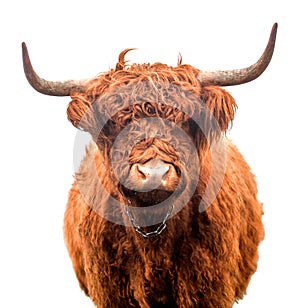 Scottish highland cattle isolated