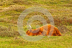 A Scottish Highland cattle lying asleep in the North Holland dune reserve. Netherlands