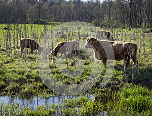 Scottish Highland Cattle in a Marsh