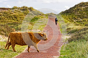 A Scottish Highland cattle in the North Holland dune reserve crossing the trail. A biker in the background. Netherlands