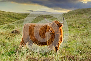 A Scottish Highland cattle in the North Holland dune reserve. Netherlands