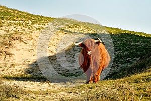 A Scottish Highland cattle in the North Holland dune reserve. Schoorlse Duinen, Netherlands