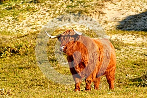 A Scottish Highland cattle in the North Holland dune reserve. Schoorlse Duinen, Netherlands