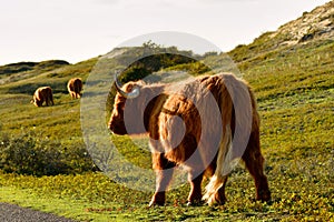 A Scottish Highland cattle in the North Holland dune reserve. Schoorlse Duinen, Netherlands