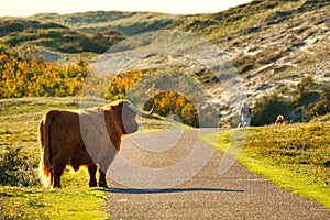 A Scottish Highland cattle in the North Holland dune reserve standing next to a trail, looking to two tourists with bikes.