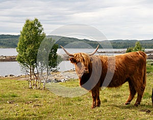 Scottish Highland cattle on pasture