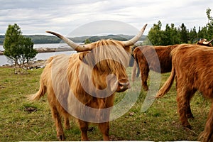 Scottish Highland cattle on pasture